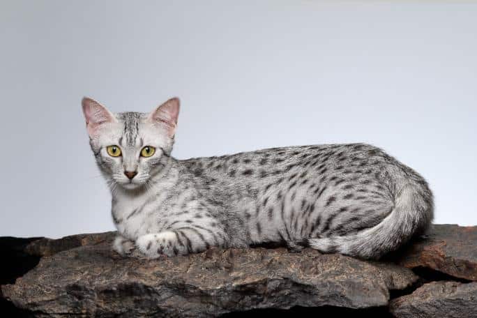 Chat femelle