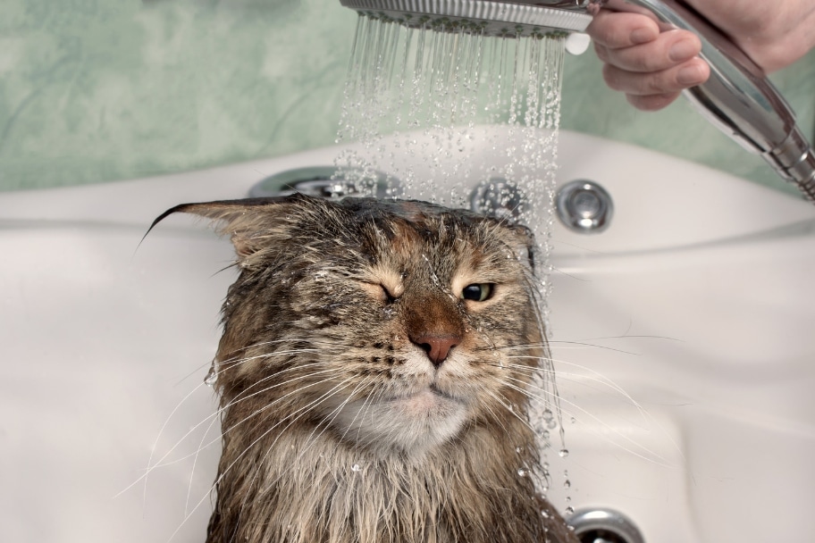 Comment laver un chat les étapes clés à suivre