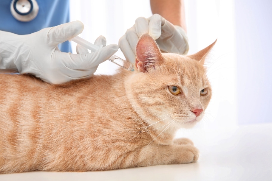 Comment vermifuger un chat  