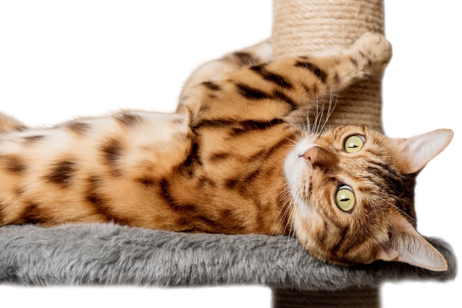 Conseils pour entretenir les griffes de votre chat