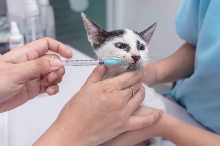 En quoi consiste la vermifugation d’un chat