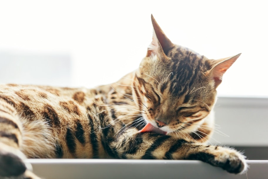 Faut-il laver un chat