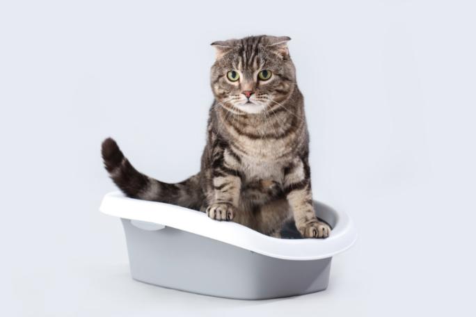 Hygiene chat