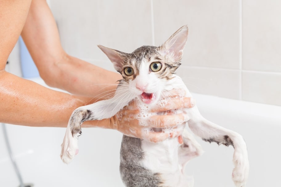 Les bonnes raisons de laver un chat