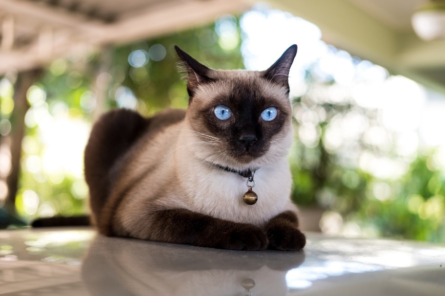 Les chiffres clés de l’espérance de vie du chat