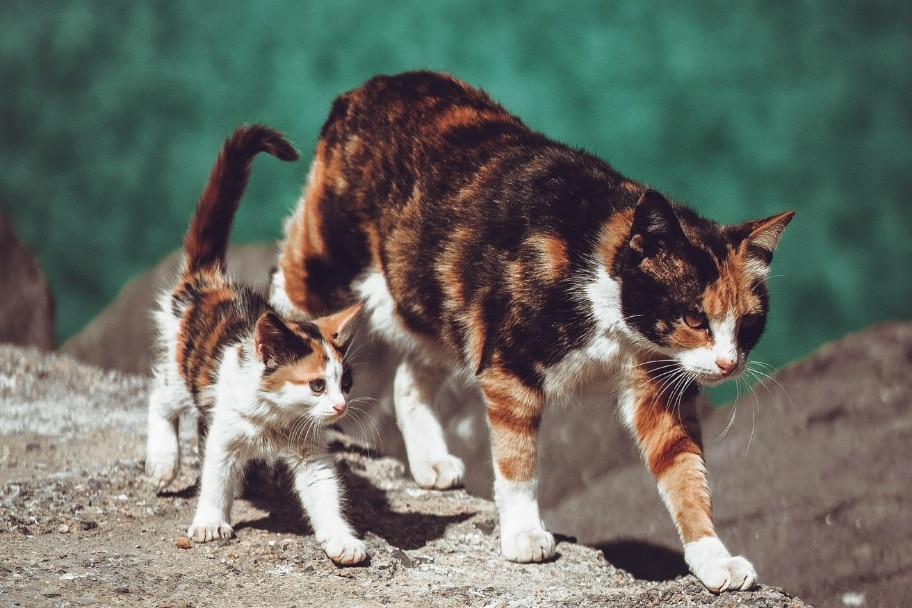 Les différentes cycles de vie du chat