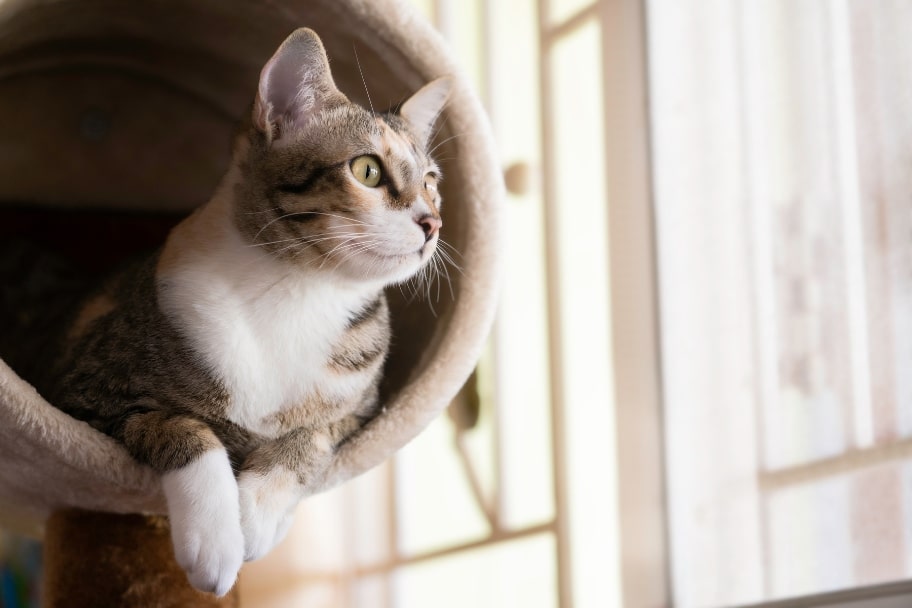 Les facteurs influençant l’espérance de vie d’un chat