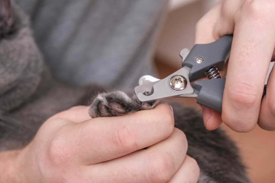 Les outils nécessaires pour couper les griffes d’un chat