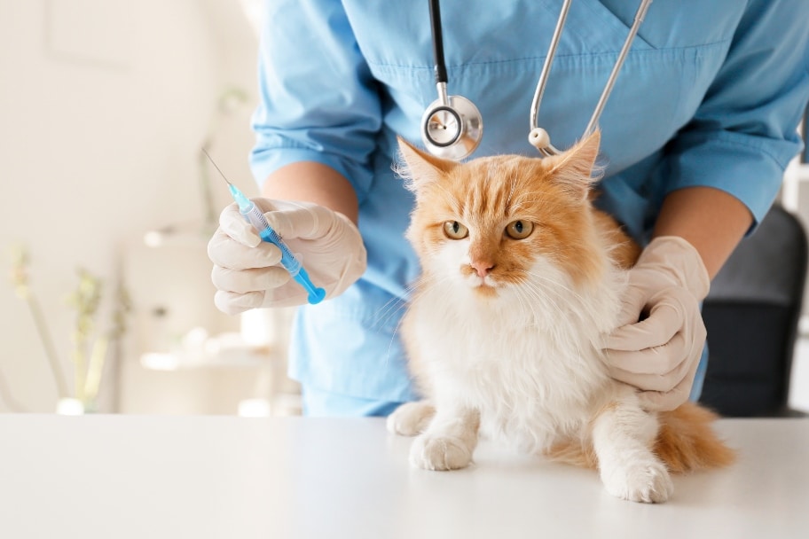 L’importance du vermifuge pour votre chat