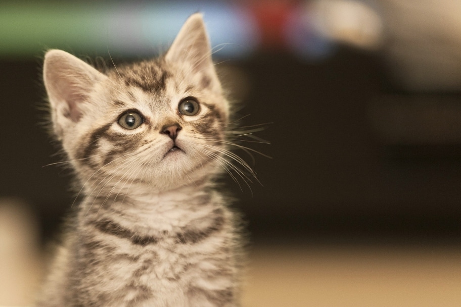 Noms de chat mignon
