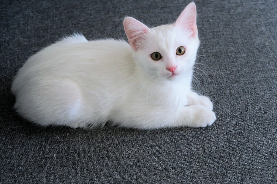 Noms de chat selon sa couleur