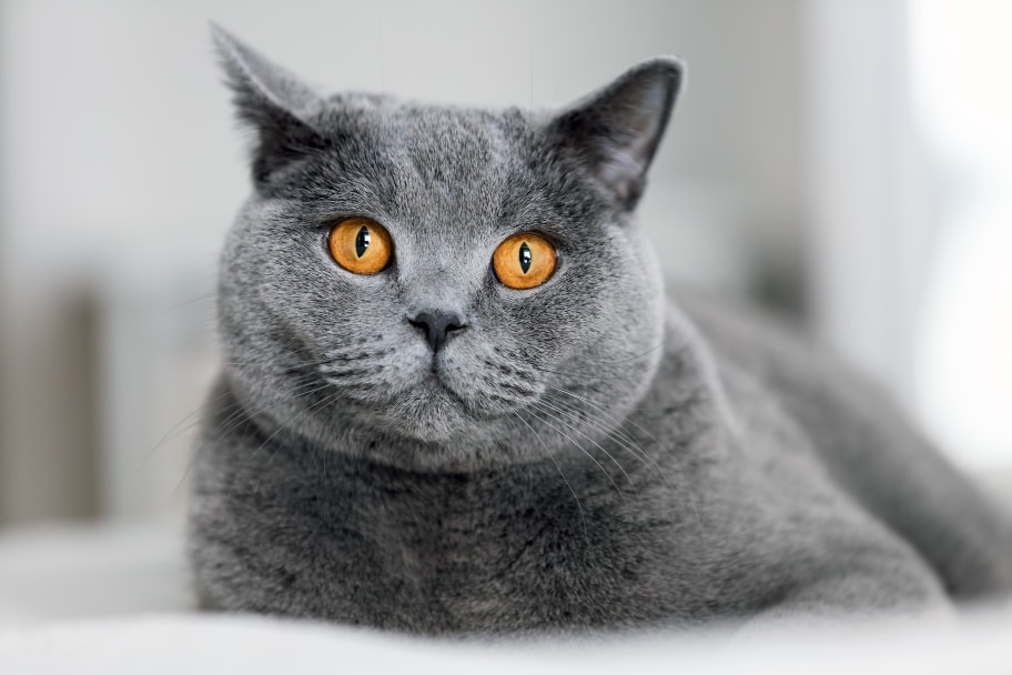 Noms de chat selon sa race
