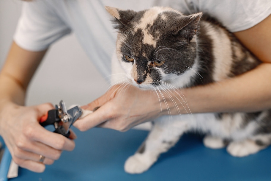 Pourquoi est-il nécessaire de couper les griffes d’un chat