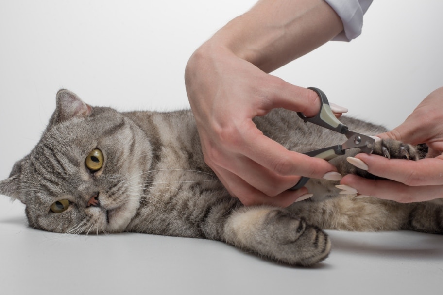 Quand couper les griffes de votre chat