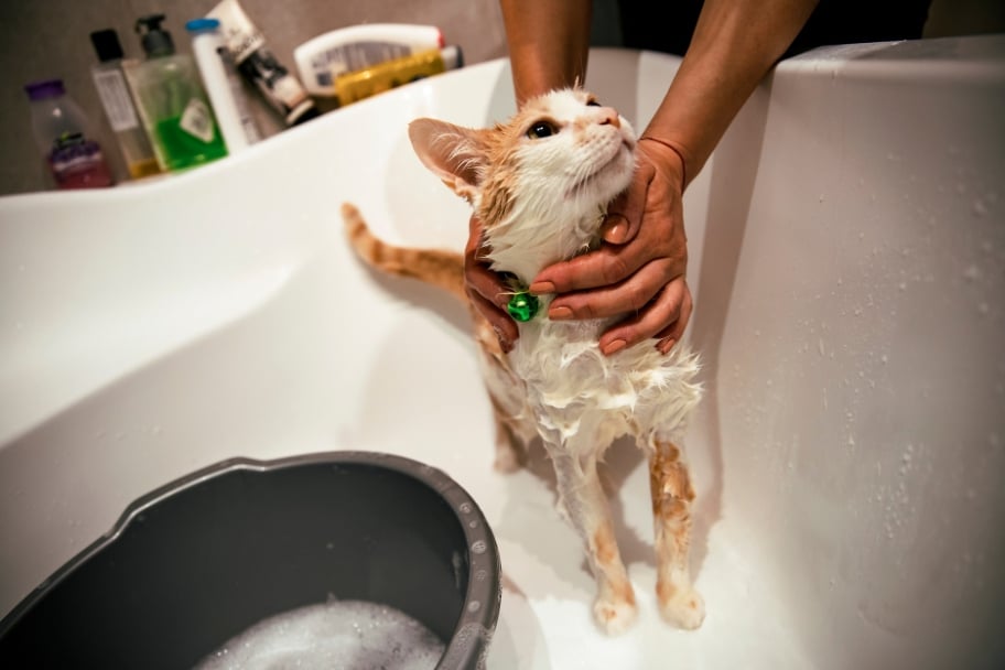 Quand laver son chat