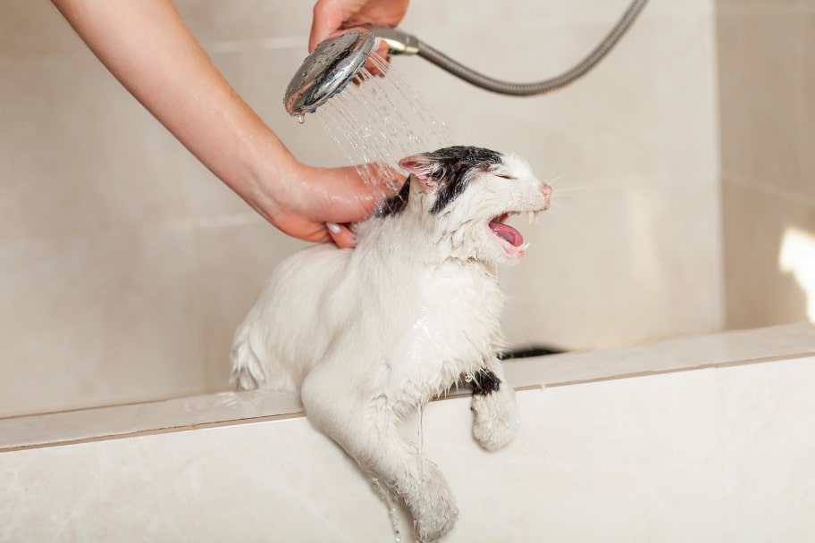 Que faire si votre chat déteste l’eau Les alternatives au bain
