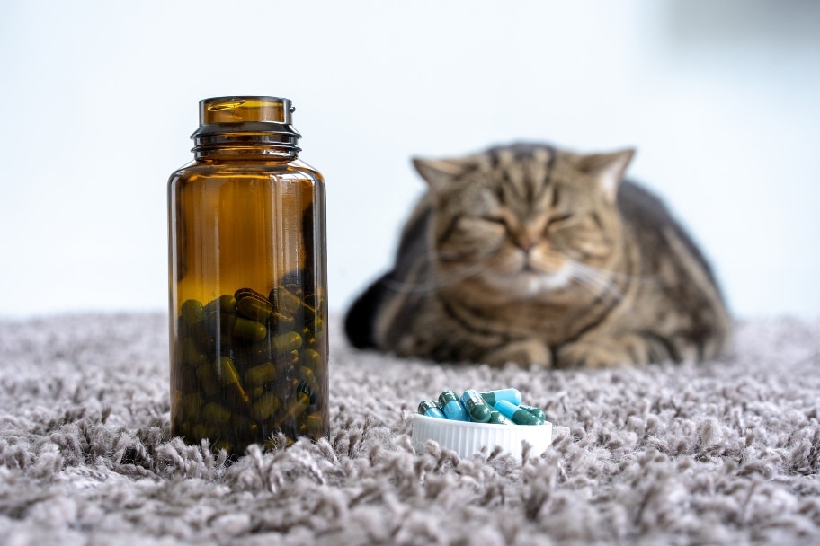 Vermifuge pour chat les effets indésirables possibles