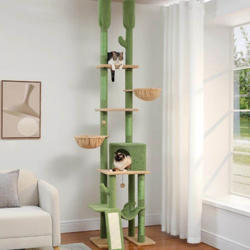 arbre à chat extérieur