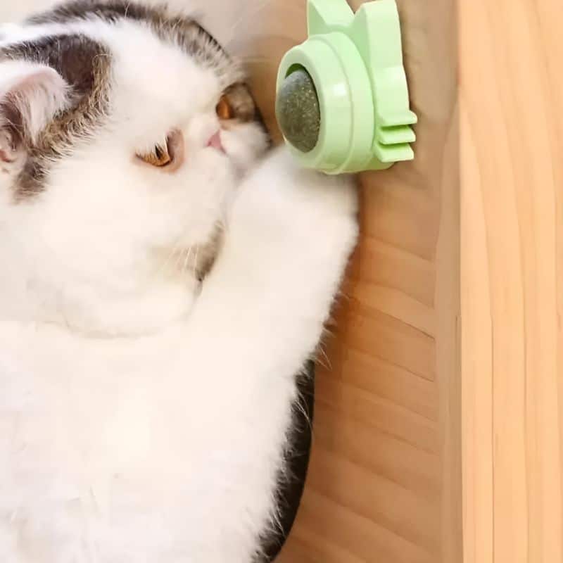 boule à herbe murale pour chat