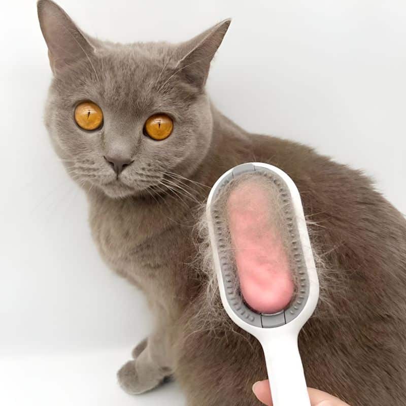 brosse de toilettage pour chat