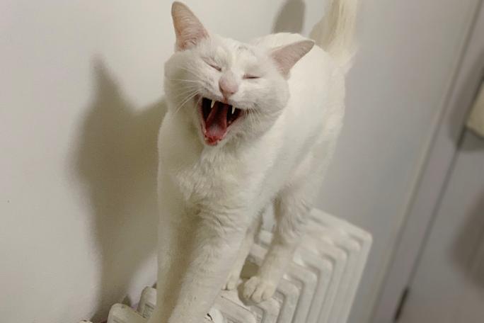 calmer une chatte en chaleur