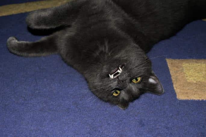 dangers liés aux chaleurs chez la chatte