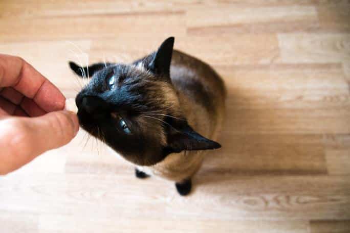 faire vermifuge pour chat
