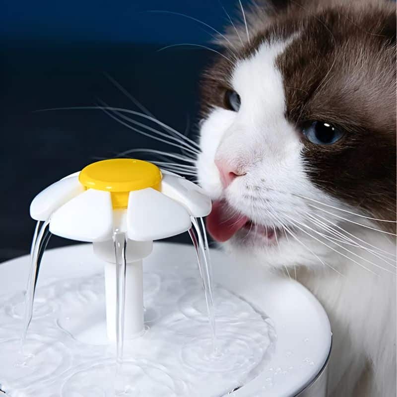 fontaine à eau pour chat design