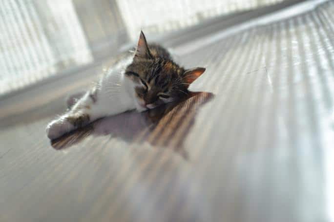 signes des chaleurs chez le chat