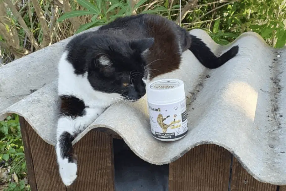 Notre test et expérience personnelle avec la Friandises Naturelles Articulation Chat de Vitamii