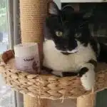 Présentation de Vitamii Friandises Naturelles Articulation Chat