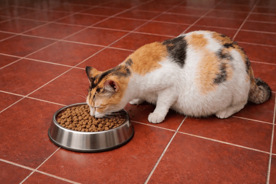 Alimentation adaptée pour une chatte enceinte