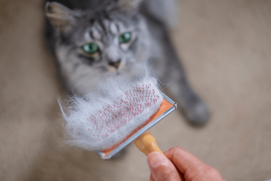 Chat qui perd ses poils