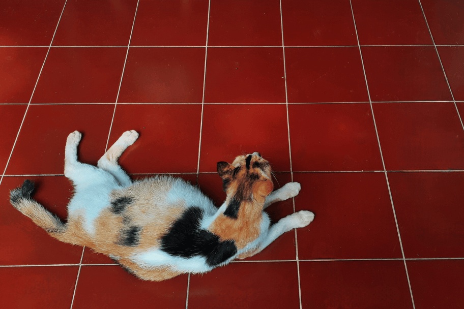 Chatte enceinte