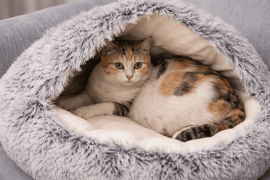 Environnement nécessaire pour une chatte enceinte