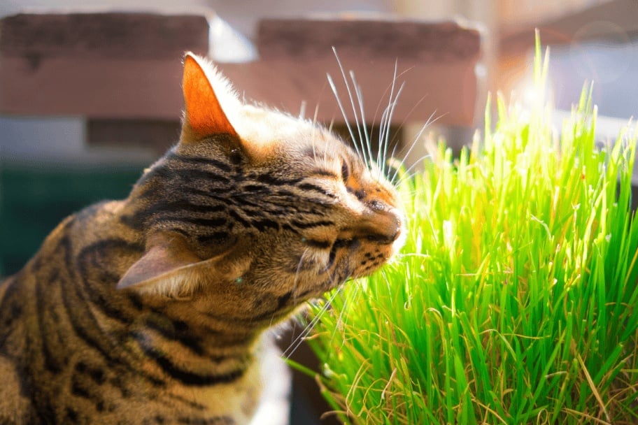 Herbe pour les chats
